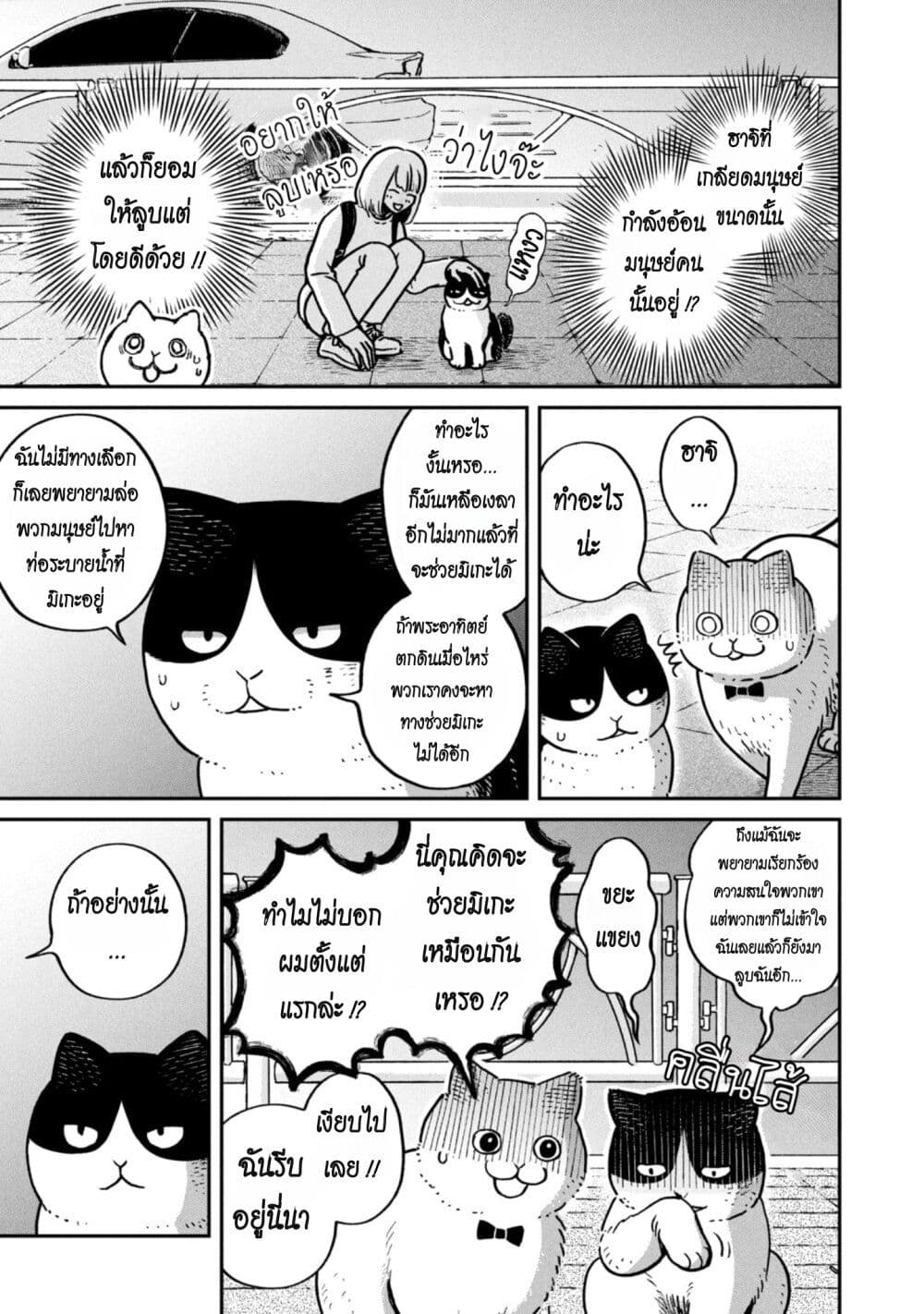 Tsureneko – Maruru to Hachi ตอนที่ 6 (11)